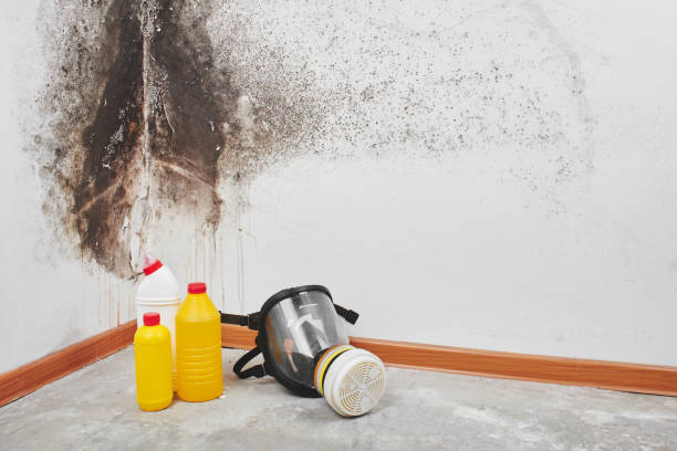 Best Mold Removal Company Near Me  in Calverton Park, MO