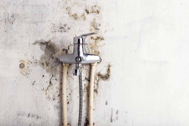 Office Mold Removal Services in Calverton Park, MO