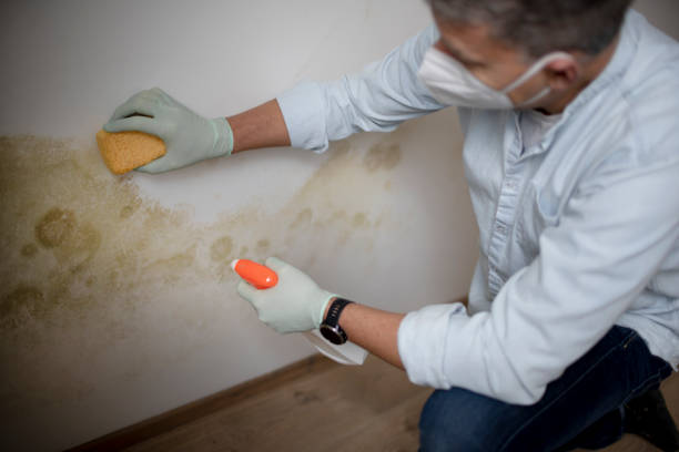 Best Best Mold Removal Companies  in Calverton Park, MO