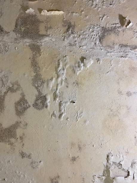 Best Mold Removal Near Me  in Calverton Park, MO