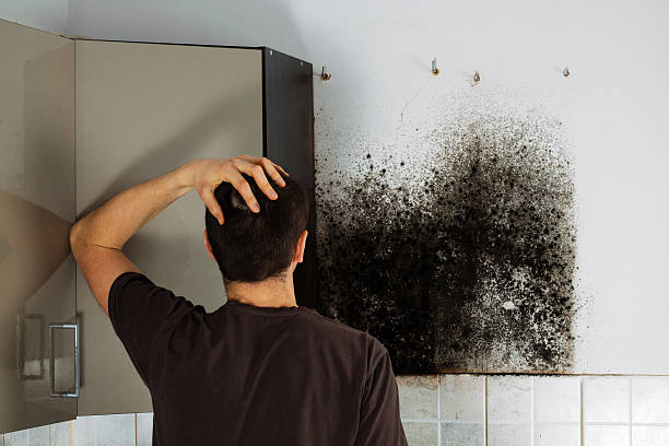 Best Fast Mold Removal  in Calverton Park, MO