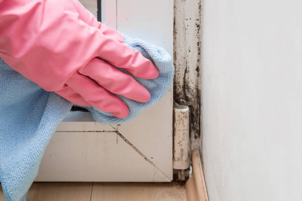 Best Mold Damage Repair  in Calverton Park, MO