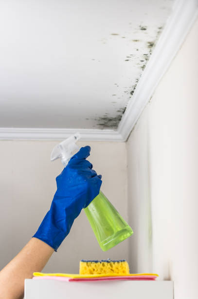 Best Residential Mold Removal  in Calverton Park, MO